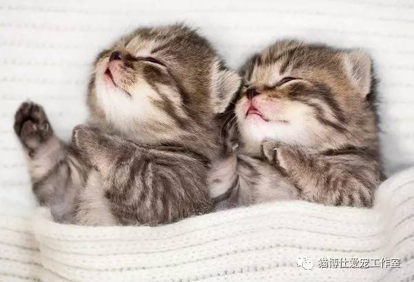 照顾新生小猫咪,怎么照顾小猫咪