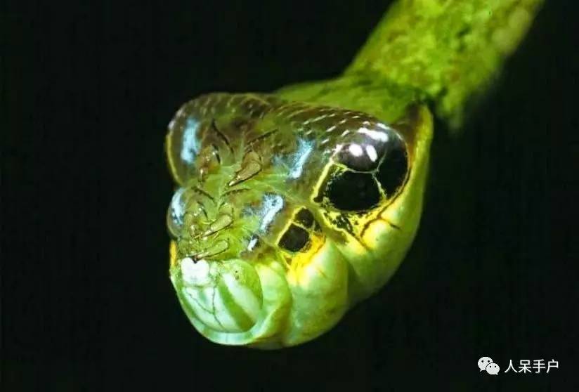 集结拍案称奇的拟态大师