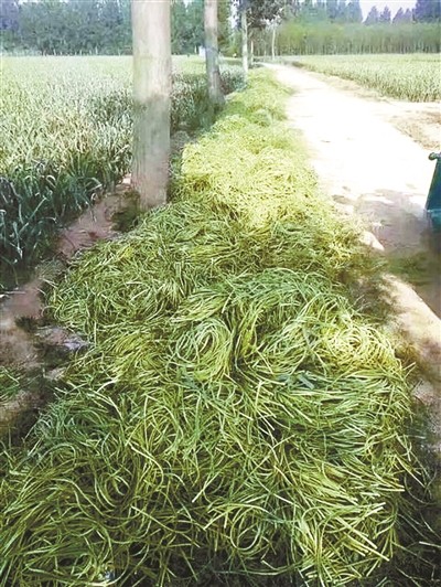 如何避免菜贱伤农,菜贱伤农分析