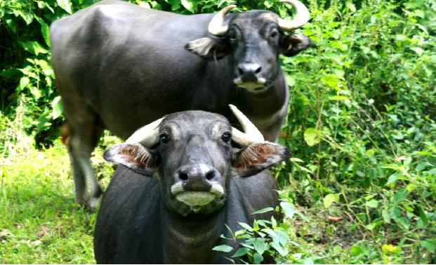 心嫁徐嘉良音乐,嫁尼泊尔医生老公