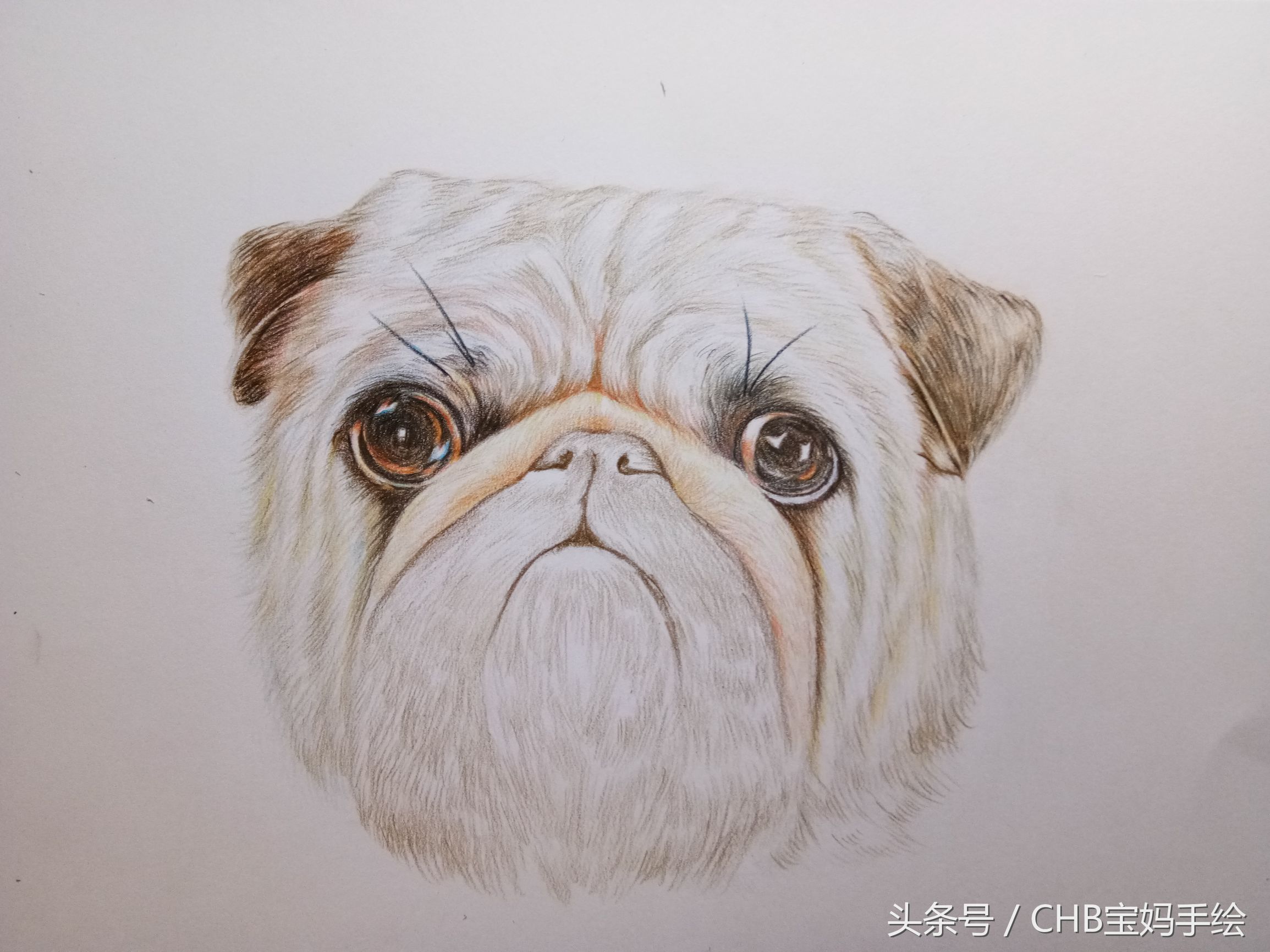 零基础学画漫画萌少女彩铅,零基础学铅笔画入门小狗