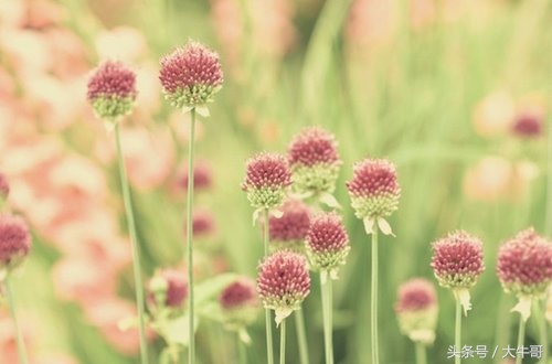 四大使者刘墉,刘墉和漂亮女孩