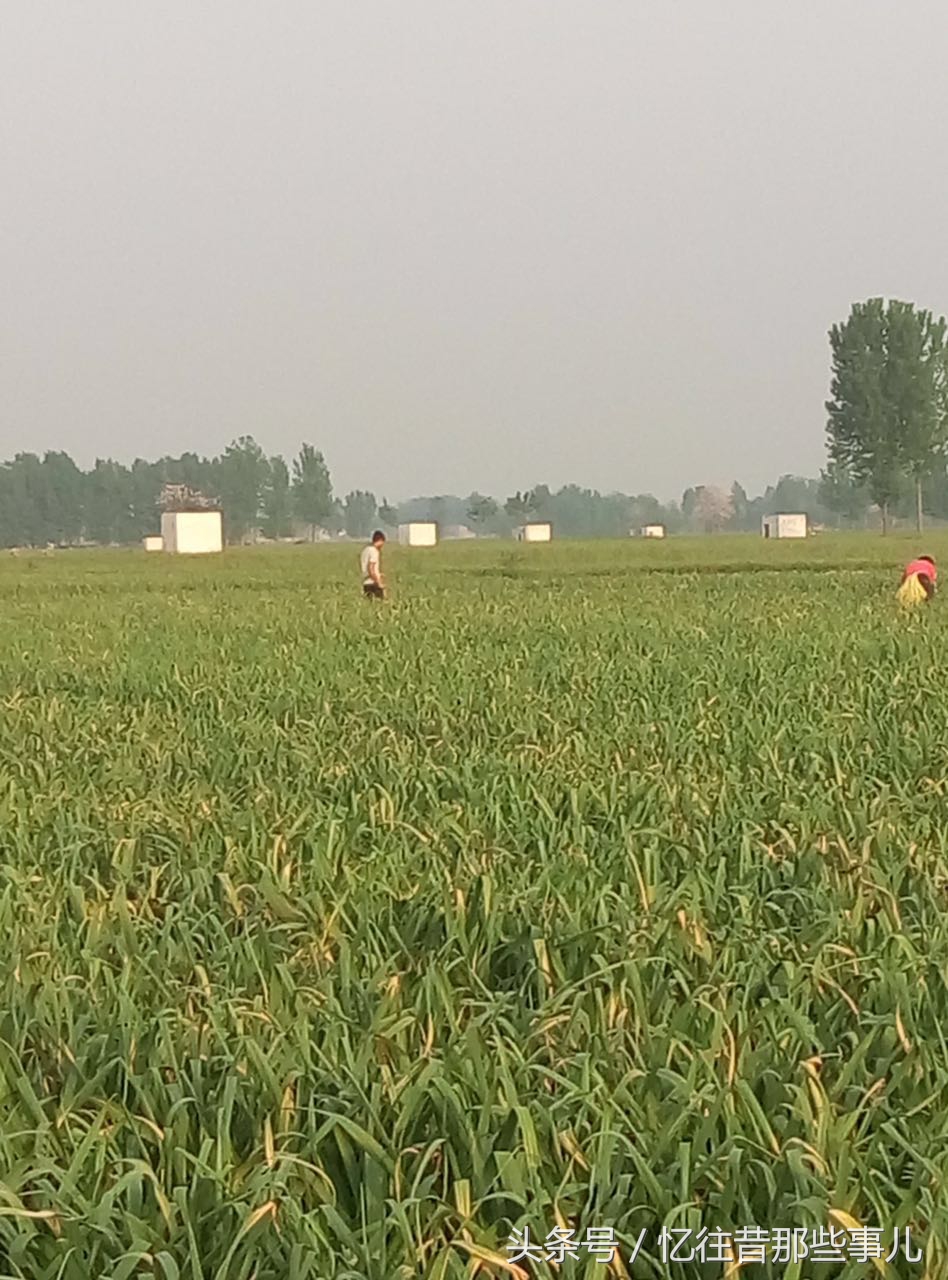 从“蒜你狠”到“蒜你玩”，蒜苔价格大跳水，丰收季成伤心季