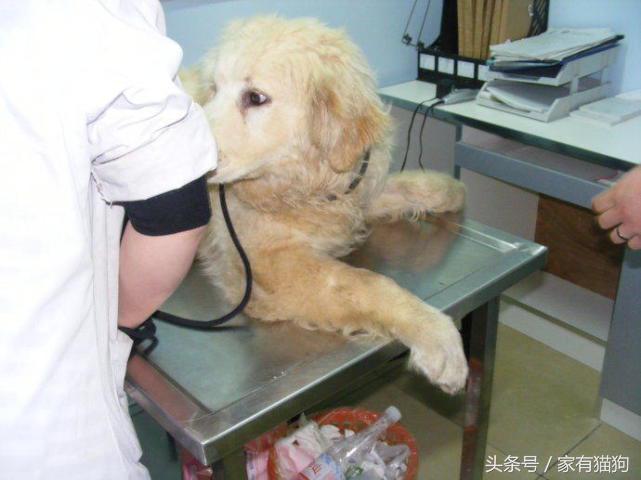 金毛因患犬瘟被主人狠心抛弃，医生建议安乐死，结果存活了下来！