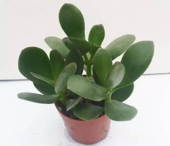 逆天了中国吃货！多肉植物炒肉吃！