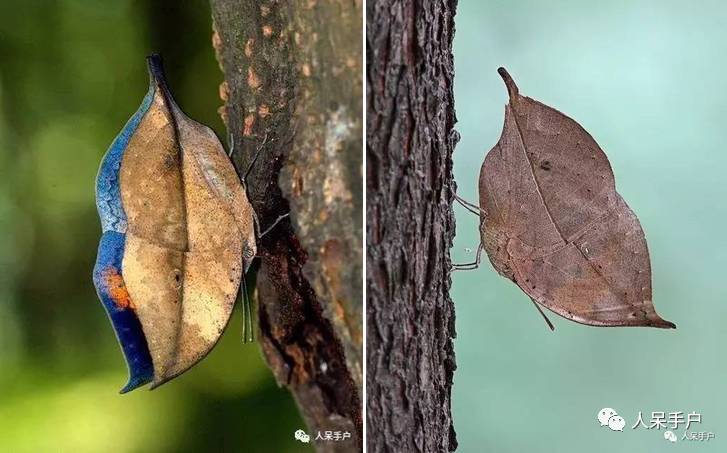 集结拍案称奇的拟态大师