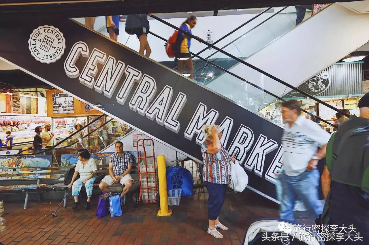 中国哪里可以抱考拉,全球哪里可以抱考拉