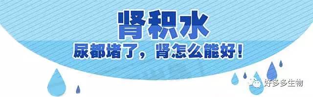 肾积水——尿都堵了，肾怎么能好