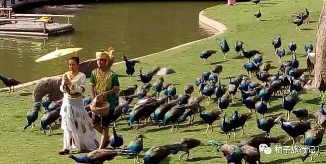 泼水节后，西双版纳该怎么玩，附防高温关注事项