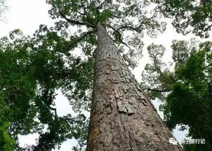 泼水节后，西双版纳该怎么玩，附防高温关注事项
