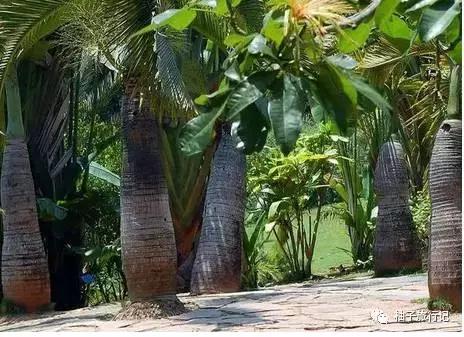 泼水节后，西双版纳该怎么玩，附防高温关注事项