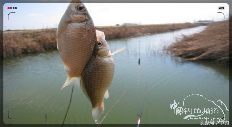 放流才有路亚的乐趣,放流能让资源更丰富