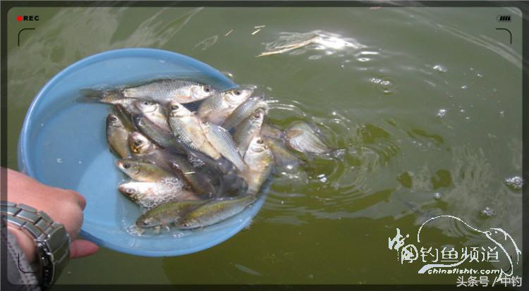 放流才有路亚的乐趣,放流能让资源更丰富