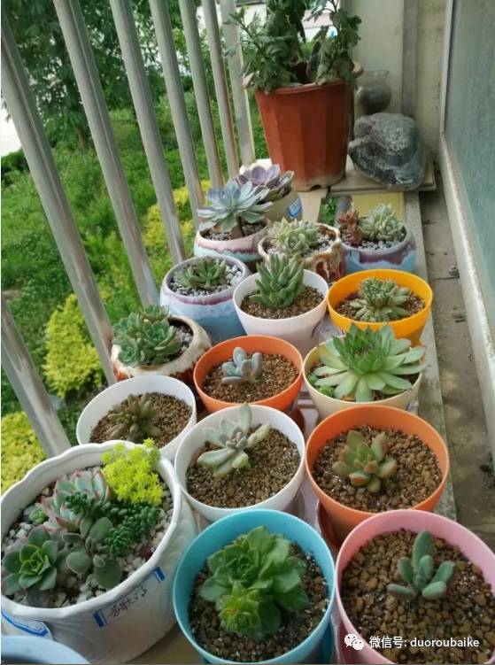 入多肉坑那些年踩过的误区,自从入了多肉坑