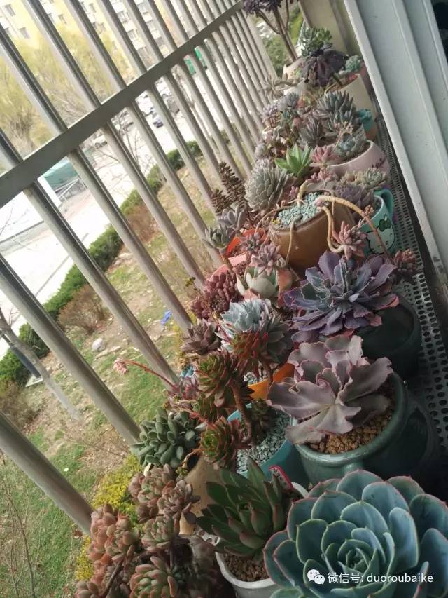 入多肉坑那些年踩过的误区,自从入了多肉坑