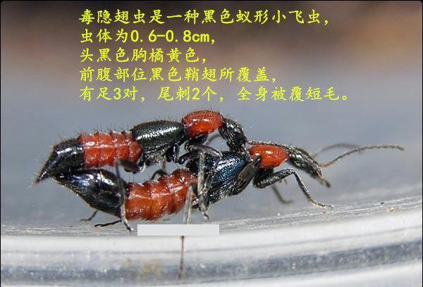 夏天来了家里的虫子好多怎么办,夏天要来了谨慎蚊虫
