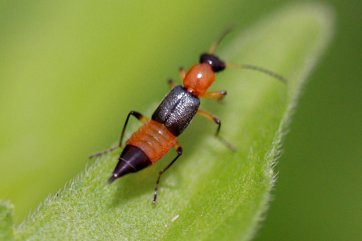 夏天来了家里的虫子好多怎么办,夏天要来了谨慎蚊虫