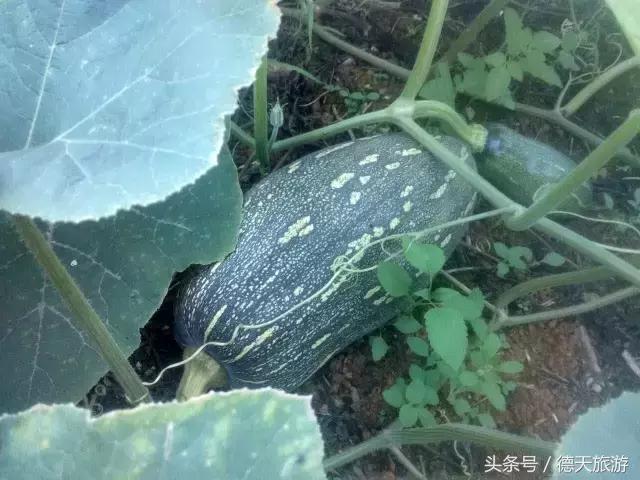 现在南宁去哪里赏花,南宁到武鸣采摘