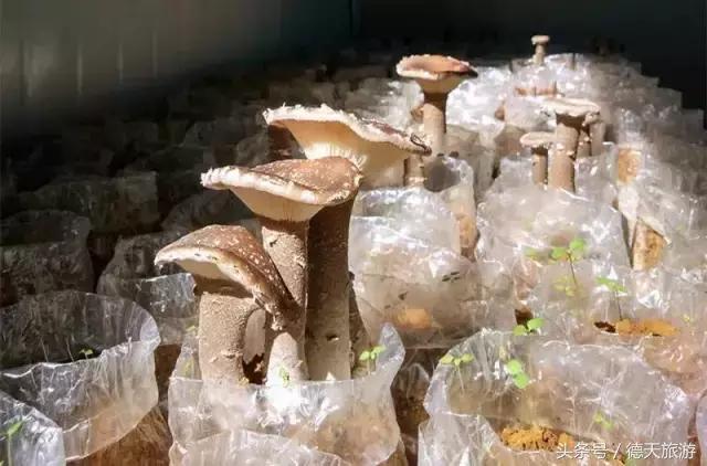 现在南宁去哪里赏花,南宁到武鸣采摘