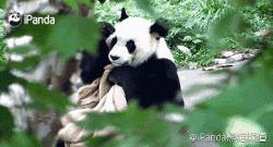 囧吐槽：撸猫影响学习，还是撸狗吧