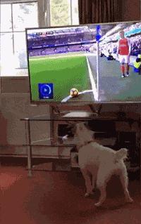 囧吐槽：撸猫影响学习，还是撸狗吧