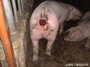 母猪脱肛产后处理视频,哺乳母猪掉膘严重怎么办