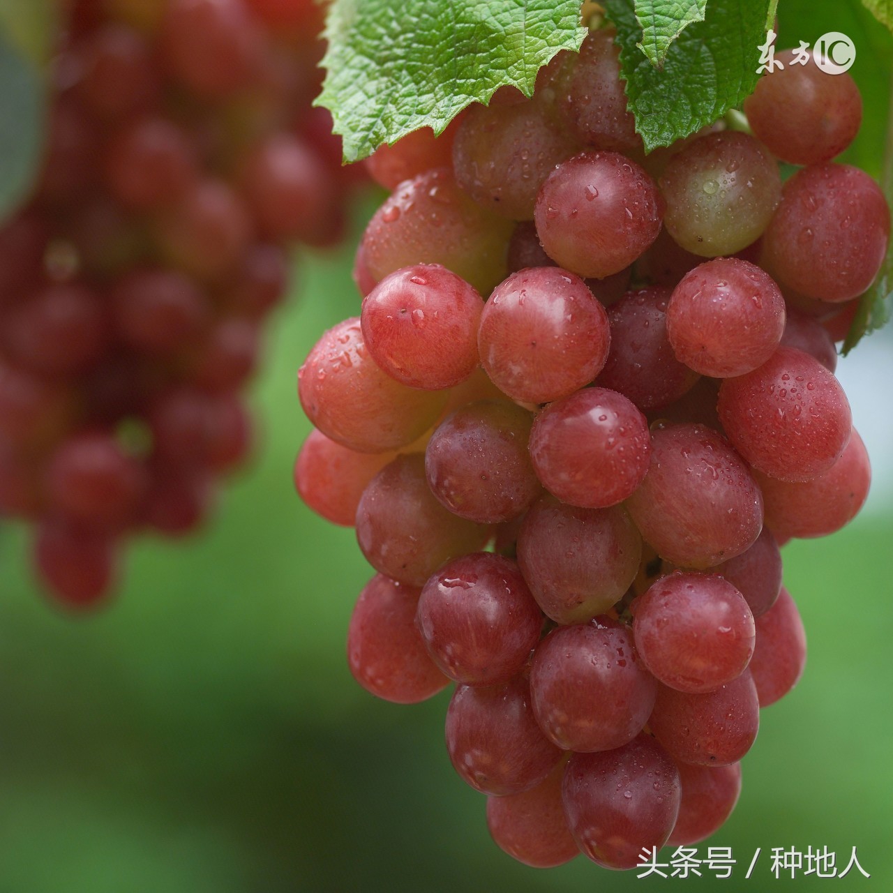 葡萄至今有几年历史,葡萄最早的时候是什么样的