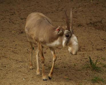 为什么现在市面没有羚羊角,现在市面上的羚羊角是真的吗