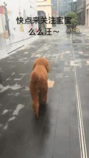 自从养了一只狗偷偷吃东西,自从养了狗偷吃东西都得偷偷摸摸