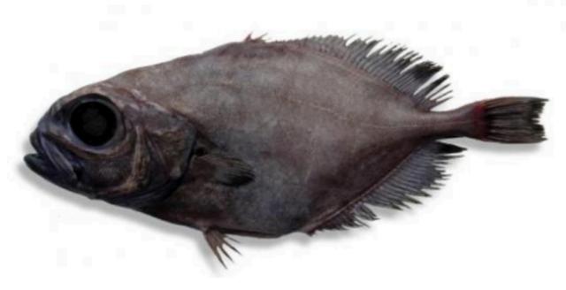 新西兰海产干货,新西兰海珍品