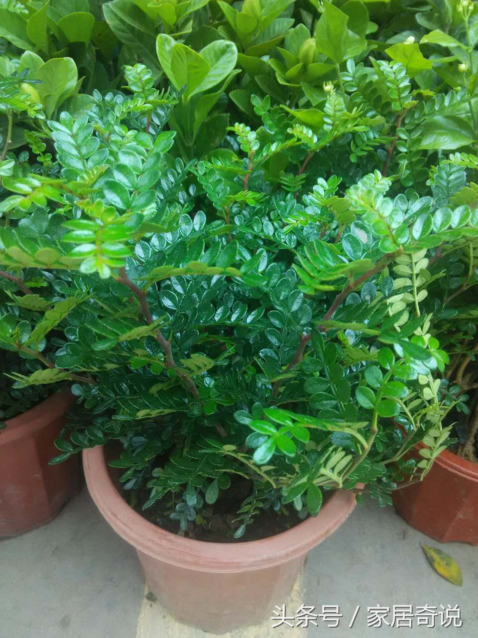 适合室内的花卉盆景,适合家里养的花盆景