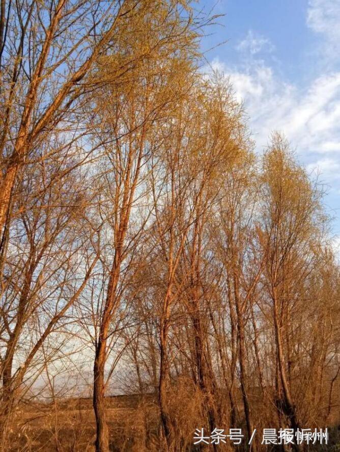 创文明城市特别策划：“我眼中最美春天”随后拍作品7