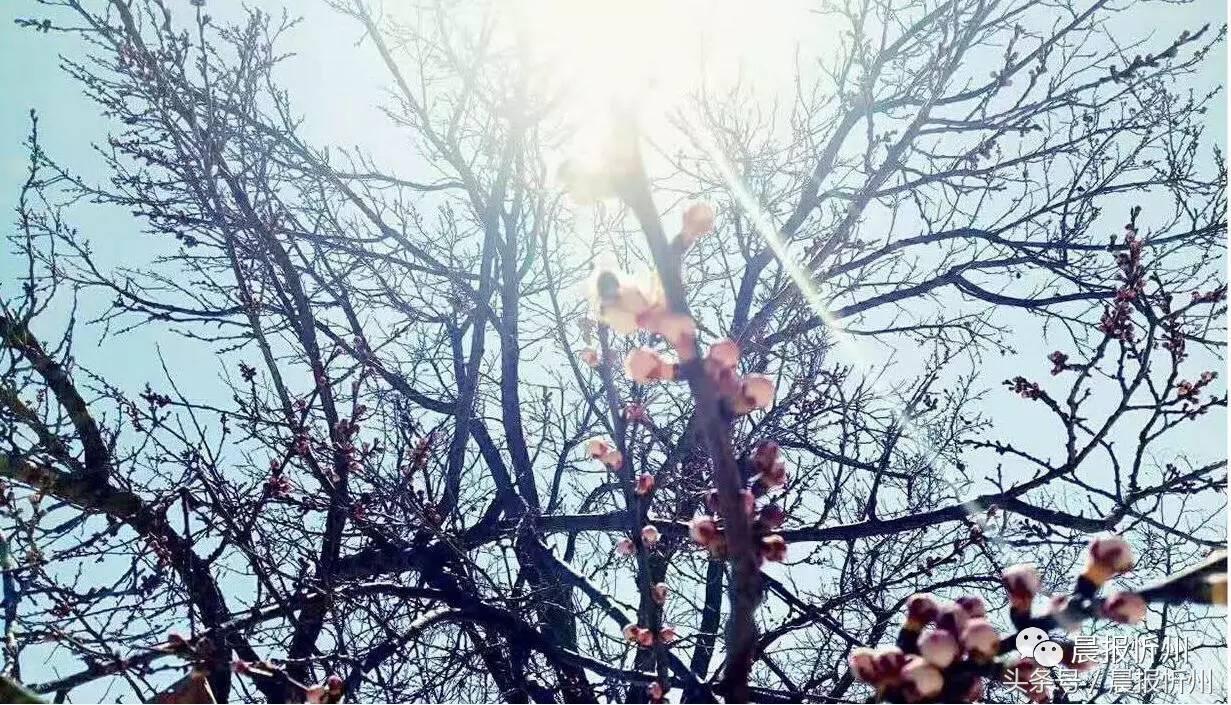 创文明城市特别策划：“我眼中最美春天”随后拍作品7