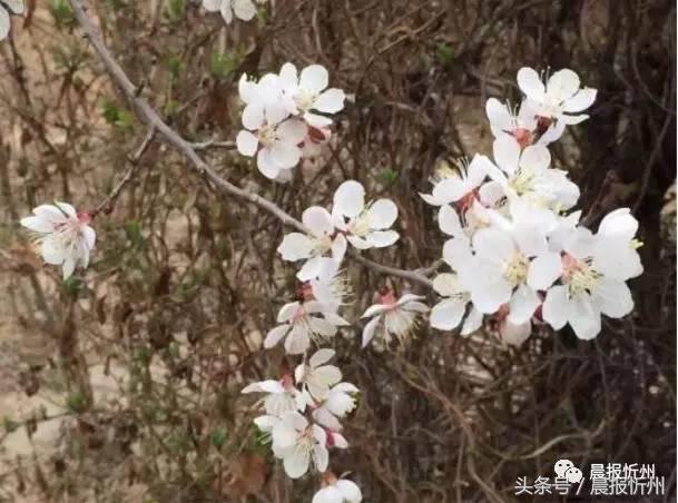 创文明城市特别策划：“我眼中最美春天”随后拍作品7