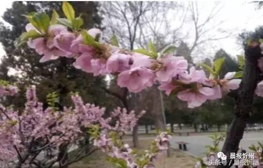 创文明城市特别策划：“我眼中最美春天”随后拍作品7