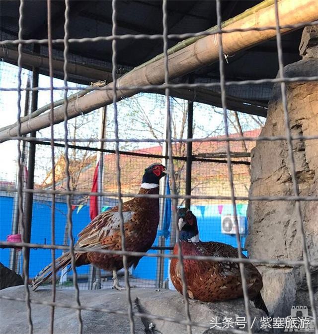 京津冀旅游农家院攻略,河北农家乐旅游攻略