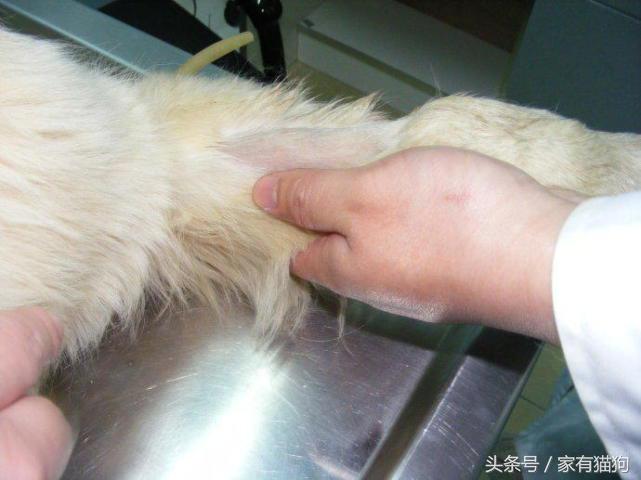 金毛因患犬瘟被主人狠心抛弃，医生建议安乐死，结果存活了下来！