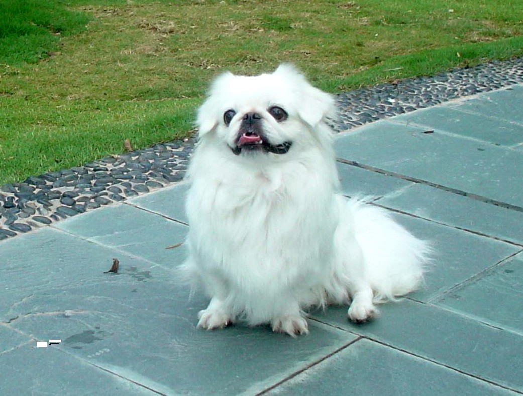 世界10大犬种藏獒排名第三,世界十种猛犬中国藏獒排名第五