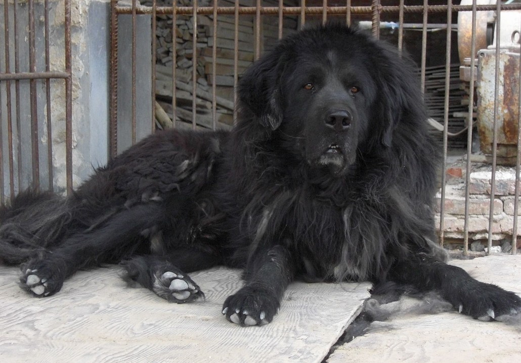 世界10大犬种藏獒排名第三,世界十种猛犬中国藏獒排名第五