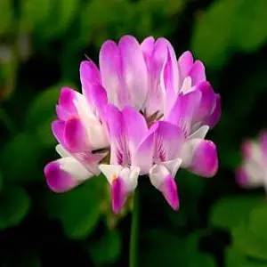 眼睛酸涩怎么办,眼睛涩疼是怎么回事