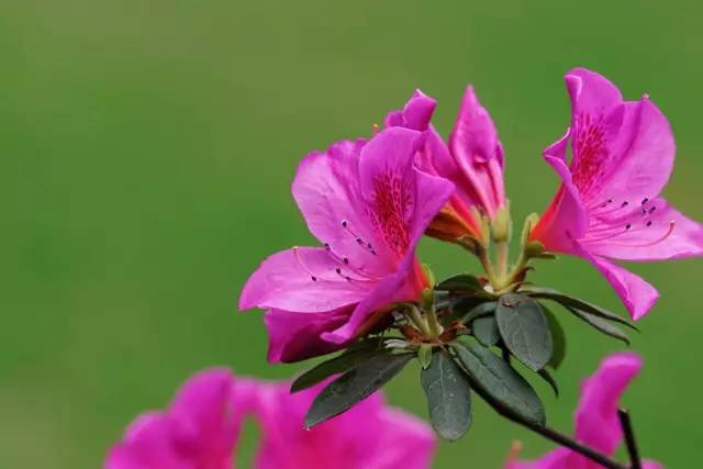 三台山五月盛开的花,5月宿迁三台山开什么花