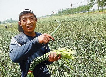 如何避免菜贱伤农,菜贱伤农分析