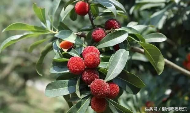 杨梅园采摘柳州,2024年柳州杨梅采摘攻略