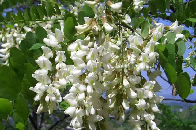 三台山五月盛开的花,5月宿迁三台山开什么花