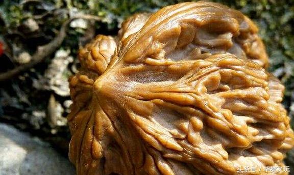 怎么预防核桃黄尖黄边,核桃的黄边和黄尖