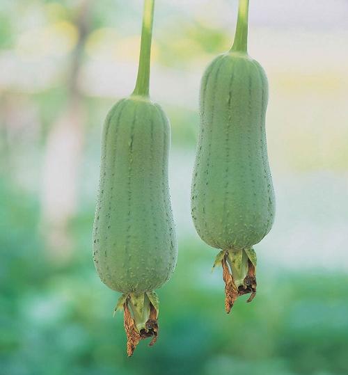 丝瓜水的特点,丝瓜水的药用价值