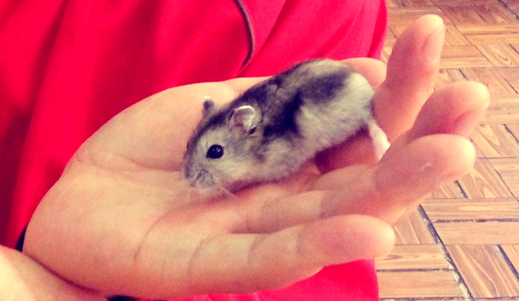 鼠鼠的眼睛好啦我代表我家仓鼠宝宝谢谢您