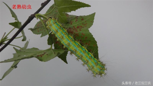 这像毛毛虫的野味，谁见过？又有谁敢吃？我是不止吃过一次，香！