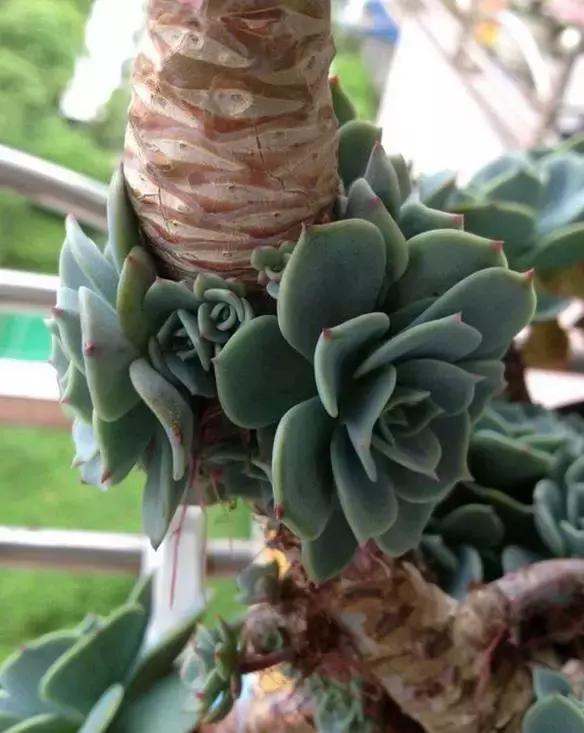 高价多肉老桩也能造假，1年当5年卖！