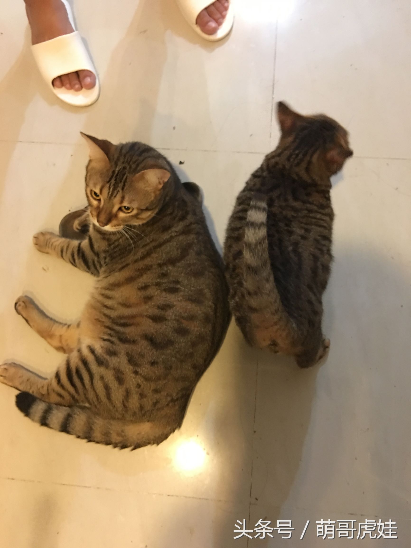 家里的母猫没有怀孕咪咪却变大了，铲屎的：你在外面都干了什么？